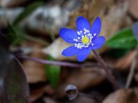 Leberblümchen dunkelblau